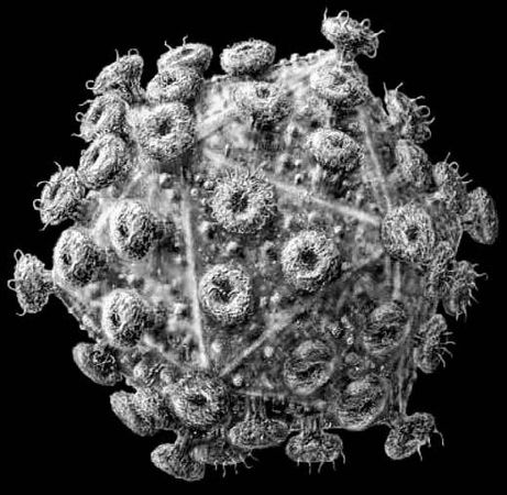 Вадим Левитин - Удивительная генетика