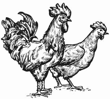 Ирина Новикова - Болезни домашней птицы