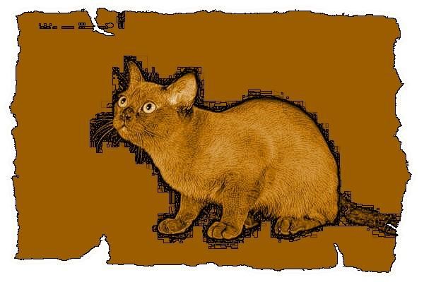 Дина Бакулина - Кот из Датского королевства