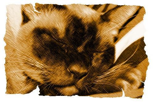 Дина Бакулина - Кот из Датского королевства