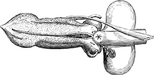 Джон Лонг - Утки тоже делают "это". Путешествие во времени к истокам...