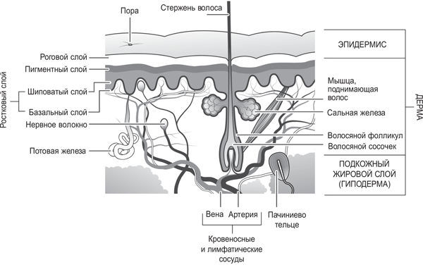 Брайан Клегг - Вселенная внутри вас