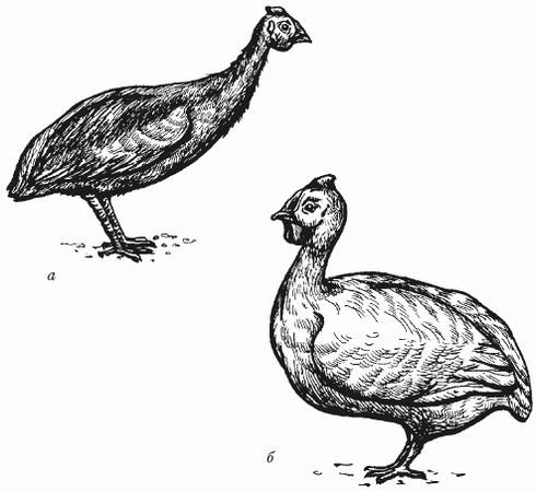 Ирина Новикова - Болезни домашней птицы