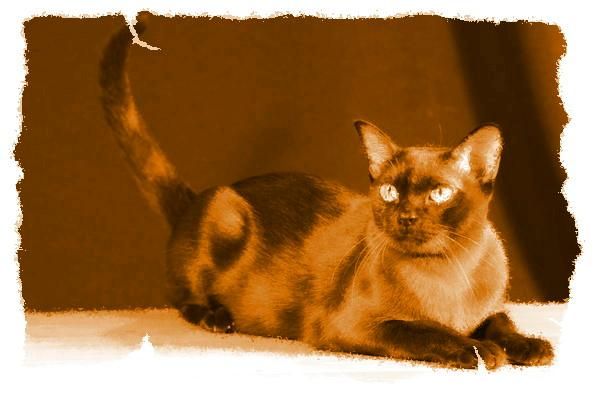 Дина Бакулина - Кот из Датского королевства