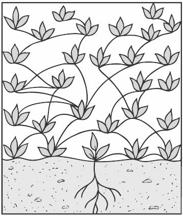 Алексей Алнашев - О боли