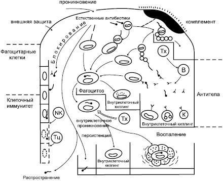 Михаил Ингерлейб - Избавление от паразитов лямблий, червей, глистов