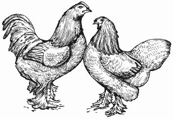 Ирина Новикова - Болезни домашней птицы