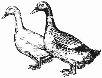 Ирина Новикова - Болезни домашней птицы