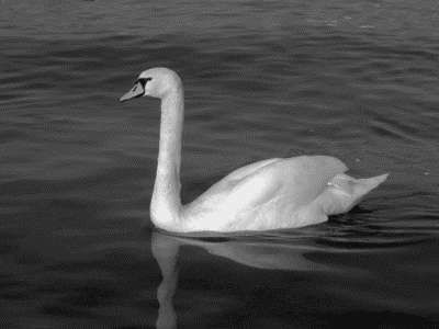 Ирина Новикова - Болезни домашней птицы