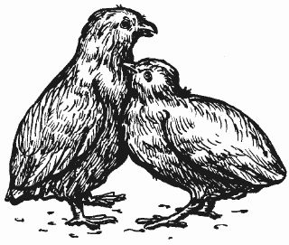 Ирина Новикова - Болезни домашней птицы