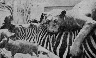 Николай Непомнящий - Колесницы в пустыне