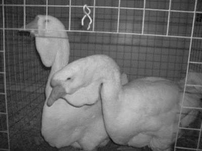 Ирина Новикова - Болезни домашней птицы