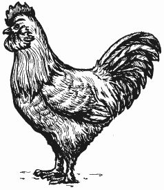 Ирина Новикова - Болезни домашней птицы