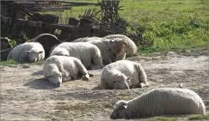 Вадим Романов - Начала экскретологии