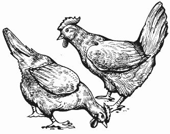 Ирина Новикова - Болезни домашней птицы