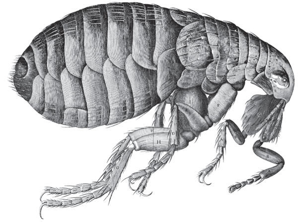 Брайан Клегг - Вселенная внутри вас