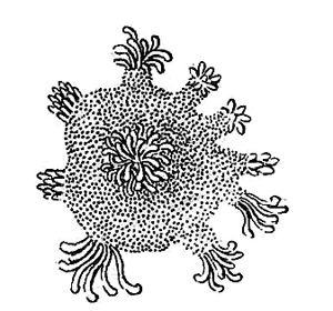 Артур Шопенгауэр - Афоризмы житейской мудрости