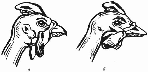 Ирина Новикова - Болезни домашней птицы