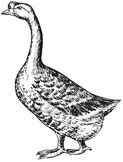 Ирина Новикова - Болезни домашней птицы