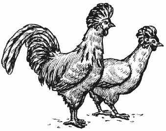 Ирина Новикова - Болезни домашней птицы