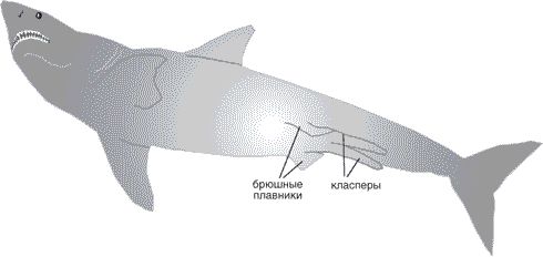 Джон Лонг - Утки тоже делают "это". Путешествие во времени к истокам...