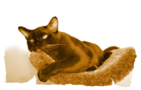 Дина Бакулина - Кот из Датского королевства