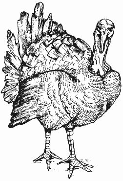 Ирина Новикова - Болезни домашней птицы