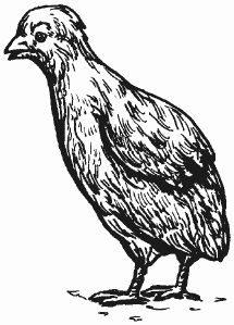 Ирина Новикова - Болезни домашней птицы