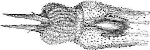 Джон Лонг - Утки тоже делают "это". Путешествие во времени к истокам...