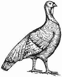 Ирина Новикова - Болезни домашней птицы