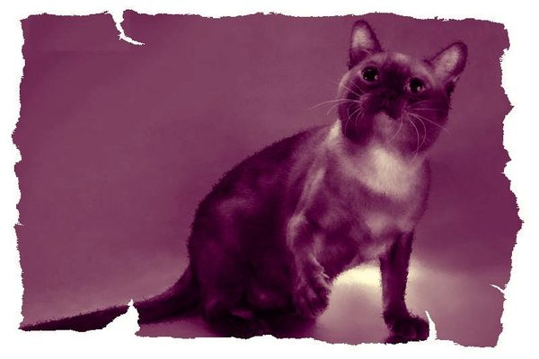 Дина Бакулина - Кот из Датского королевства