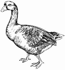 Ирина Новикова - Болезни домашней птицы