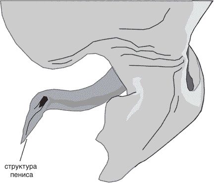 Джон Лонг - Утки тоже делают "это". Путешествие во времени к истокам...
