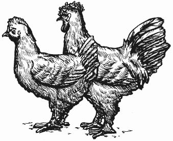 Ирина Новикова - Болезни домашней птицы