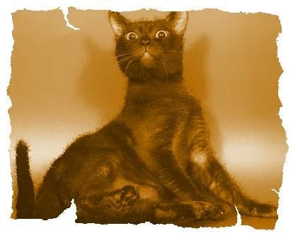 Дина Бакулина - Кот из Датского королевства