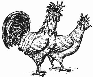 Ирина Новикова - Болезни домашней птицы