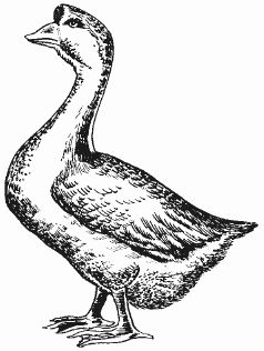 Ирина Новикова - Болезни домашней птицы