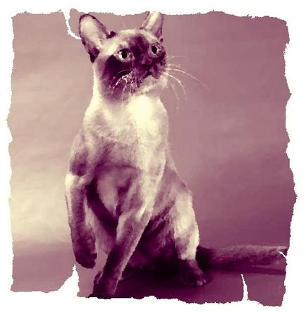 Дина Бакулина - Кот из Датского королевства