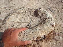 Вадим Романов - Начала экскретологии