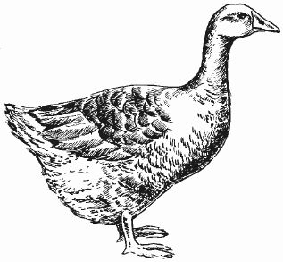 Ирина Новикова - Болезни домашней птицы