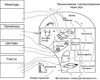 Михаил Ингерлейб - Избавление от паразитов лямблий, червей, глистов