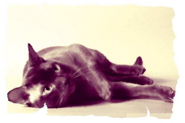 Дина Бакулина - Кот из Датского королевства