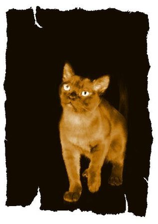 Дина Бакулина - Кот из Датского королевства