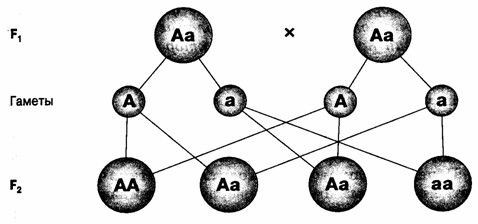 Ирина Ткаченко, Татьяна Лопухина и др. - Примерные вопросы и ответы к экзамену...