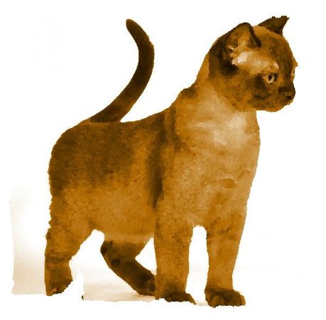 Дина Бакулина - Кот из Датского королевства