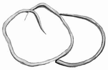 Ирина Новикова - Болезни домашней птицы