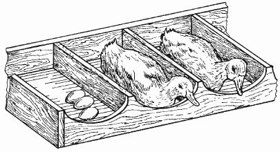 Ирина Новикова - Болезни домашней птицы