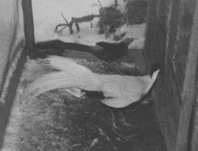 Ирина Новикова - Болезни домашней птицы