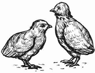 Ирина Новикова - Болезни домашней птицы