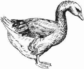 Ирина Новикова - Болезни домашней птицы